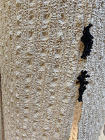 Load image into Gallery viewer, Off White Hand Embroidery Detailed Long Shirt Dress
